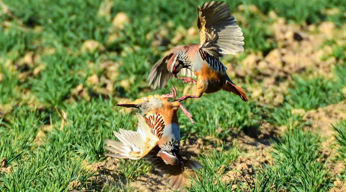 Dos ejemplares de perdiz roja en plena pelea por el celo. © JDG