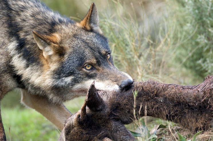 permisos de ciervo para alimentar a los lobos