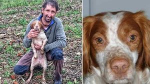 Aparece la perra del cazador que murió en un accidente el pasado sábado