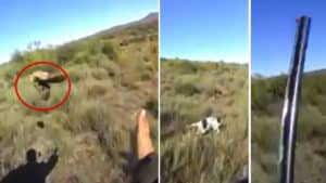 Un cazador intenta que su perra cobre una pieza pero se lleva esta sorpresa