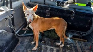 Un cazador encuentra su perra diez años después de que se la robaran