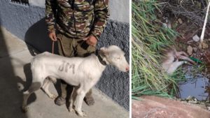 Un cazador denuncia la muerte intencionada de su perro tras perderse siguiendo el rastro de un jabalí