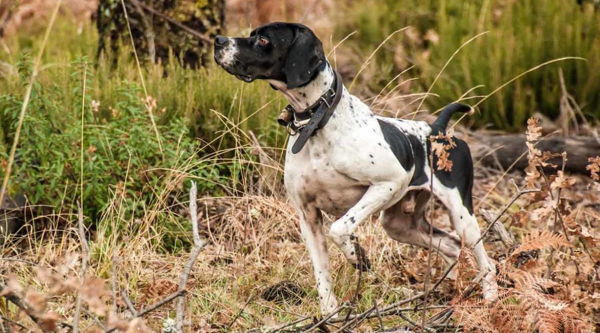 Cinco ejercicios que puedes entrenar con tu perro de caza durante el verano del COVID-19