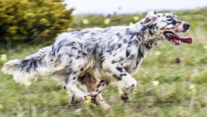 ¿Se puede curar la leishmaniosis en los perros? Estos son los tratamientos más eficaces y su precio