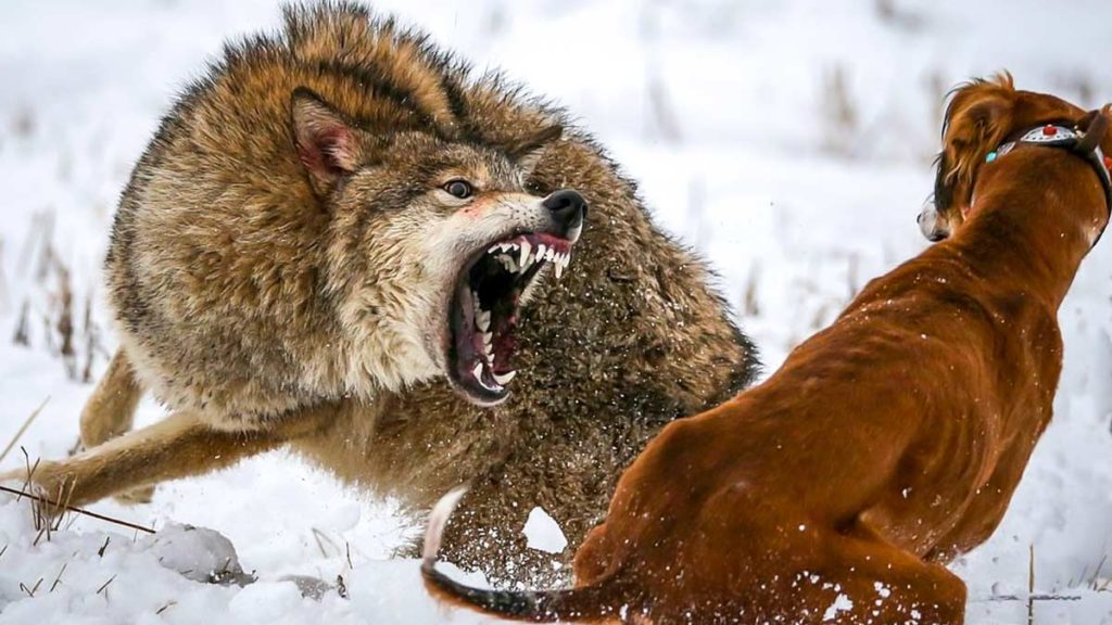 Perro de caza tazy kazajo y lobo. ©Reuters