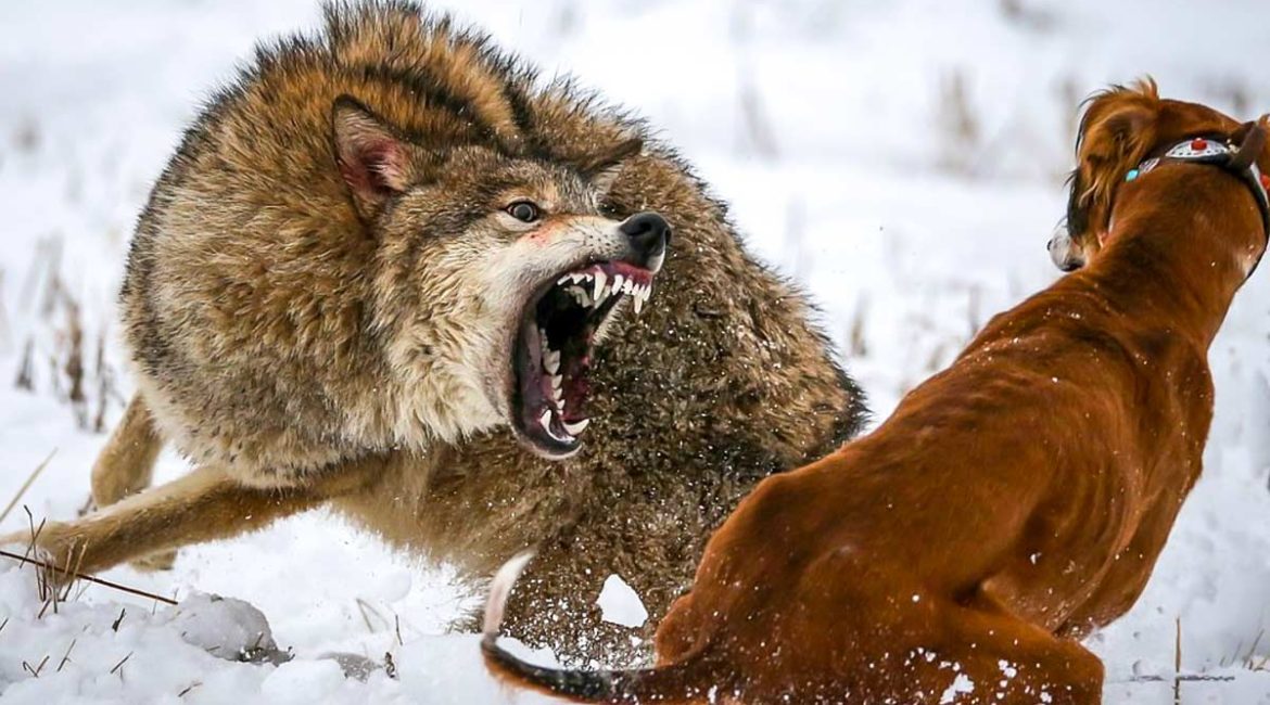 Si el lobo mata a tu perro de caza la Administración debe indemnizarte: esto es lo que debes hacer