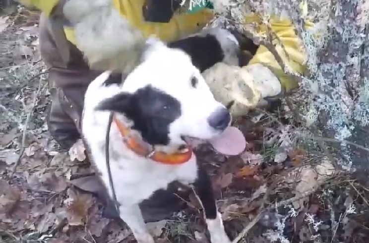 Un perro de rehala a punto de morir estrangulado por el lazo de un furtivo