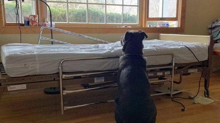 perro esperando dueño fallecido