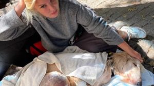 Un perro, gravemente herido por un jabalí, necesita varias transfusiones de sangre para salvar su vida