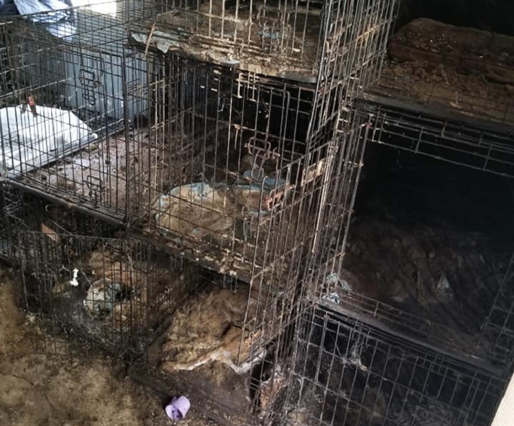 Hallan 150 perros muertos en casa de unos animalistas encargados de varios 'refugios'
