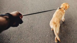 Alemania quiere obligar a pasear a los perros dos veces al día durante una hora