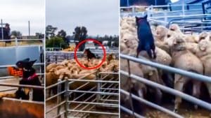 Este increíble perro pastor es capaz de guiar a todo un rebaño de ovejas hasta el camión