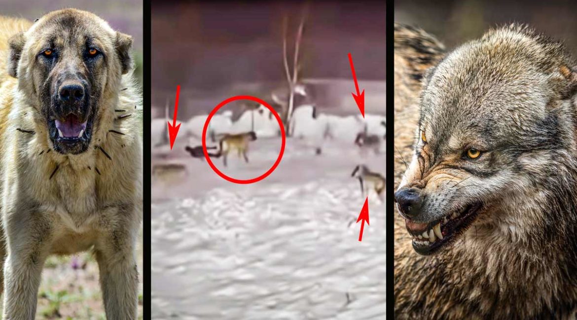 Tres lobos acorralan a un perro pastor kangal y esta es su heroica reacción