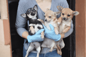 Animalistas se llevan 192 perros de un criadero «sin orden judicial»