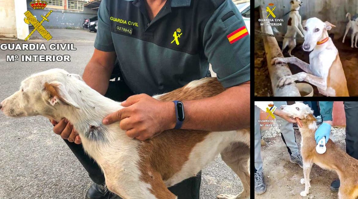 Imágenes de los perros de caza robados y recuperados. © Guardia Civil