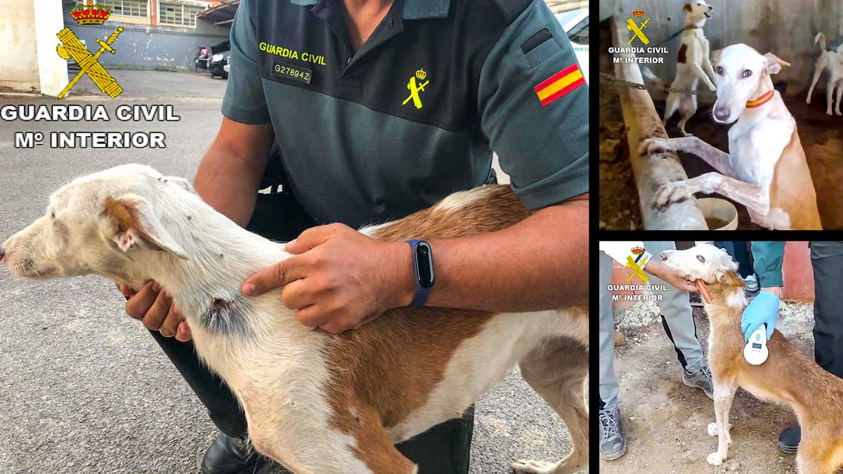 Imágenes de los perros de caza robados y recuperados. © Guardia Civil