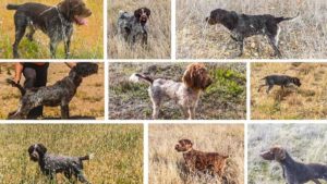 Estos son los 13 perros robados a un cazador de Burgos, si reconoces alguno de ellos ¡denuncia!