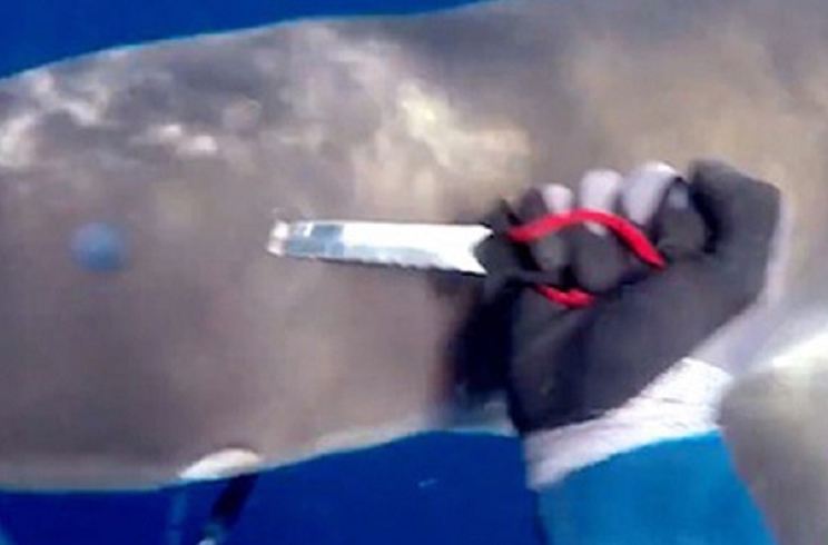 pescador apuñala a un tiburón