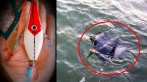 Un pescador fabrica un señuelo que imita a un pez volador y recibe esta peligrosa picada en Alicante