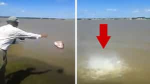 Un pescador lanza un pedazo de carne a un río y lo que pasa lo hace viral