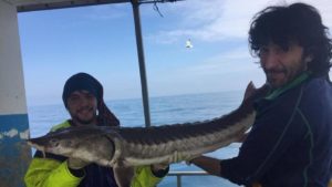 Pescadores españoles capturan un pez que se creía desaparecido de Europa: «Nunca habíamos visto nada igual»