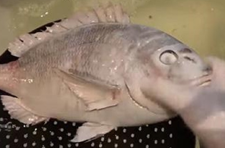pez congelado