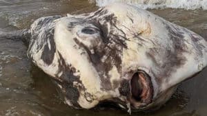 Encuentran esta 'extraña criatura' en una costa australiana: «Parecía un extraterrestre»