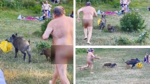 Una piara de jabalíes le 'roba' la ropa a un bañista que corre desnudo tras ellos