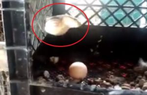 Pilla una serpiente robándole huevos del gallinero y su reacción es sorprendente