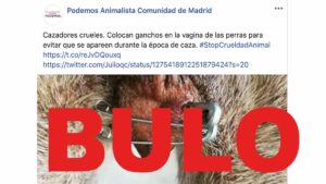 Podemos Animalista recupera la 'fake news' de los imperdibles en la vulva de las perras para atacar a la caza