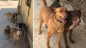 Un cazador destrozado tras el robo de sus cuatro perros pide ayuda para localizarlos