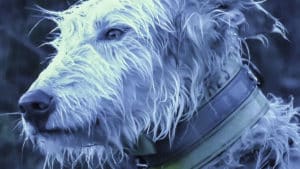 'Lucero', el videopoema en homenaje a los rehaleros y sus perros de caza