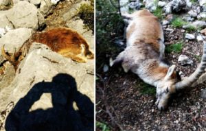 La sarna mata al 90% de las cabras de un coto de Cádiz que ya alertó hace meses del problema