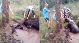 Varios cazadores rescatan a un ciervo atrapado en un pantano