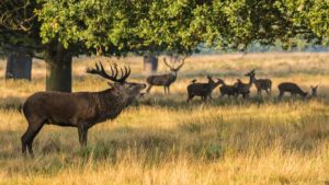 La prohibición de la caza en Cabañeros ya cuesta dos millones de euros a los españoles