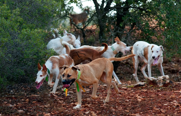 Rehala de perros corriendo en una monteria 