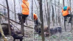 Un rehalero sube a un árbol para escapar de un gran jabalí ¡y se cae encima de él!
