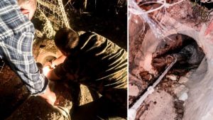 Una hembra de jabalí se atasca en una tubería y la Policía llama a los cazadores para rescatarla