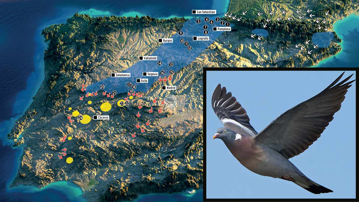 Las rutas migratorias de la paloma torcaz en España.
