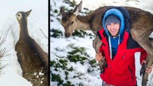 Aniversario de Filomena: así salieron los cazadores al rescate de los animales atrapados en la nieve