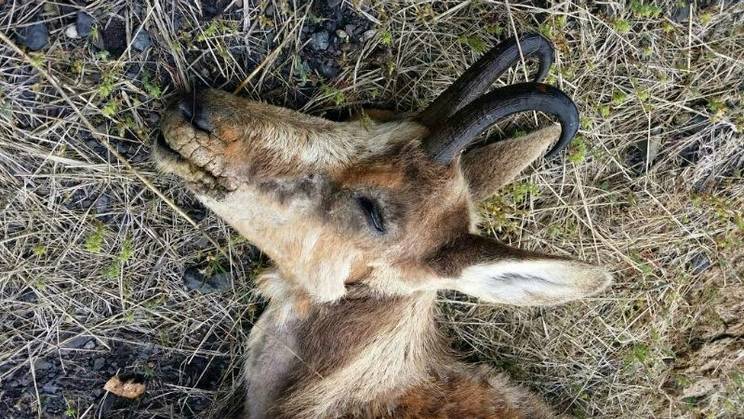 La sarna afecta ya al 73% de los Picos de Europa, matando rebecos, corzos y ciervos