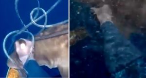 Un pescador defiende su captura del ataque de varios tiburones a punta de cuchillo