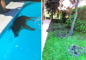 Aparece un jabalí muerto en una piscina de Majadahonda