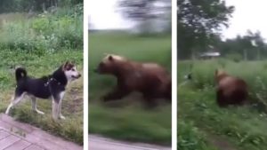 Un oso quiere cazar a su perro y él lo intenta ahuyentar con un spray de pimienta