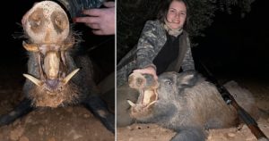 Una joven de 20 años caza dos jabalíes en espera que destrozaban el huerto a un agricultor