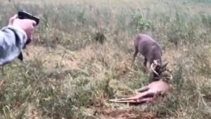 Un hombre encuentra dos ciervos con la cuerna enredada y dispara con su arma