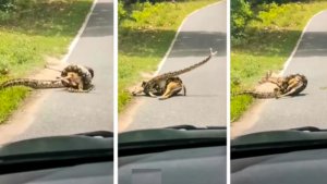 Una serpiente caza a un ciervo y un hombre intenta salvarlo, el vídeo que ha dividido a Twitter