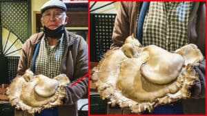 Encuentra una enorme seta de cardo de casi 3 kilos en Toledo