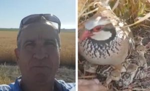 Hablamos con el agricultor del vídeo viral de la perdiz que no abandona a sus polluelos