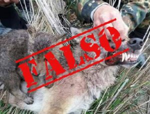 La última mentira viral animalista: cazadores matan a una loba y hacen una foto a su lobezno